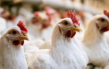 Чому подорожчала курятина: 3 причини зростання цін у 2026